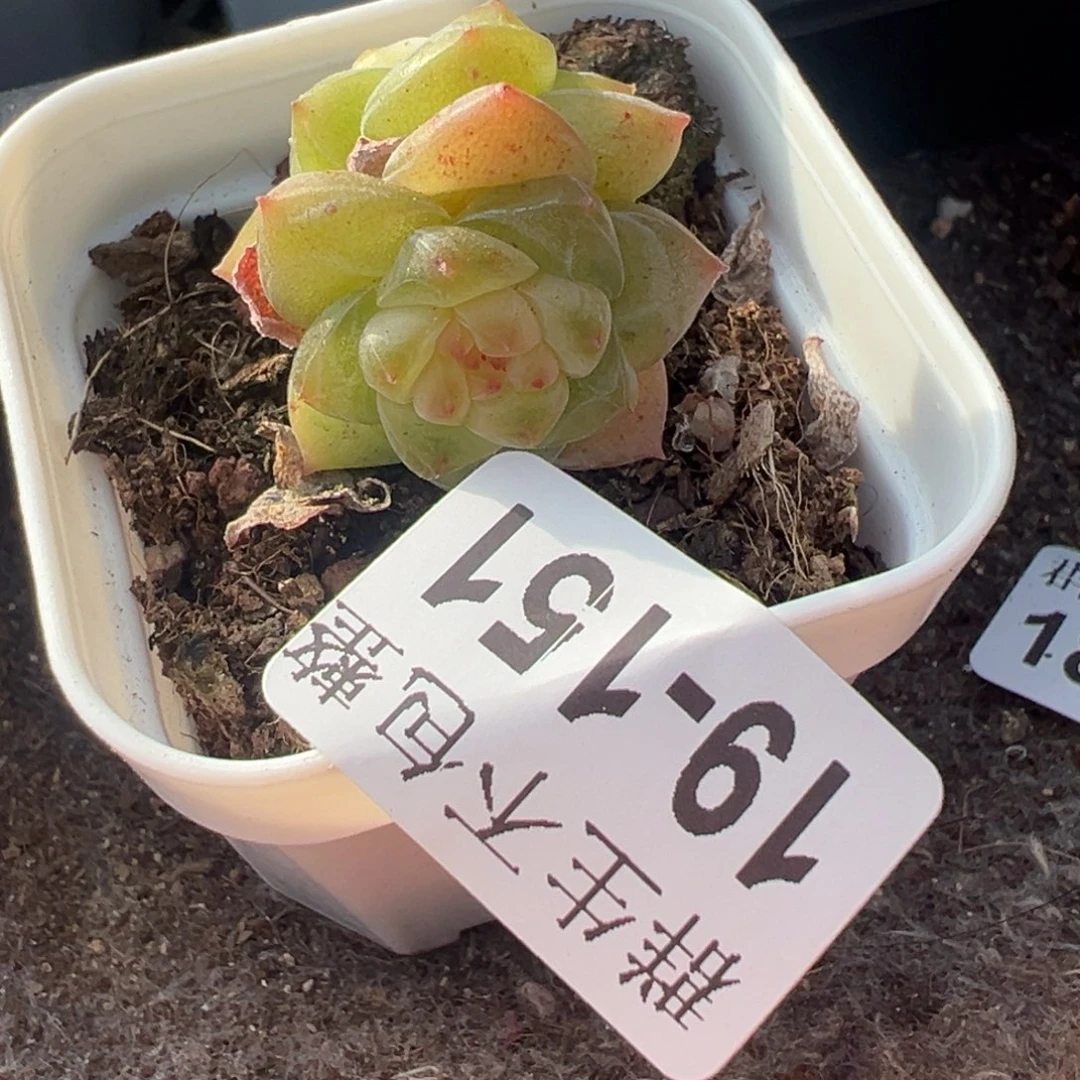 哈哈哈哈哈19-151