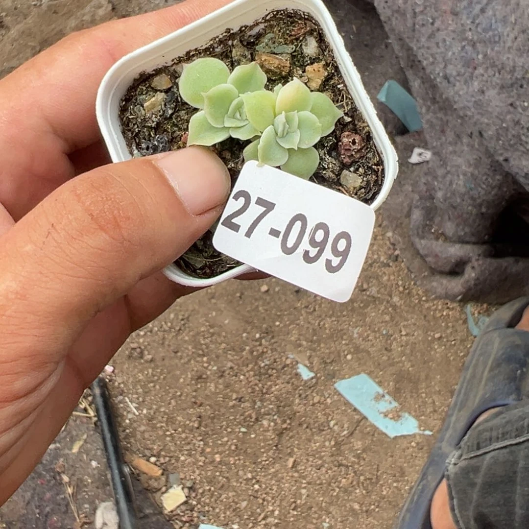 紫*哈哈哈哈27-099