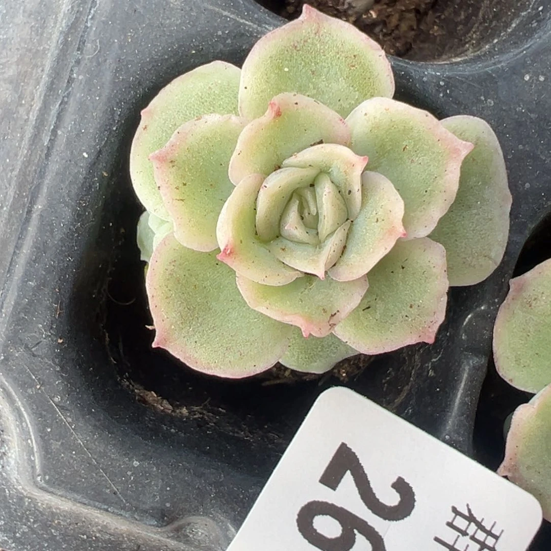 哈哈哈哈哈26-112