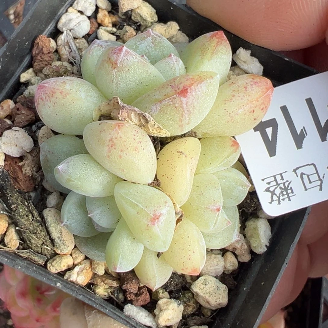 哈哈哈哈哈2-114