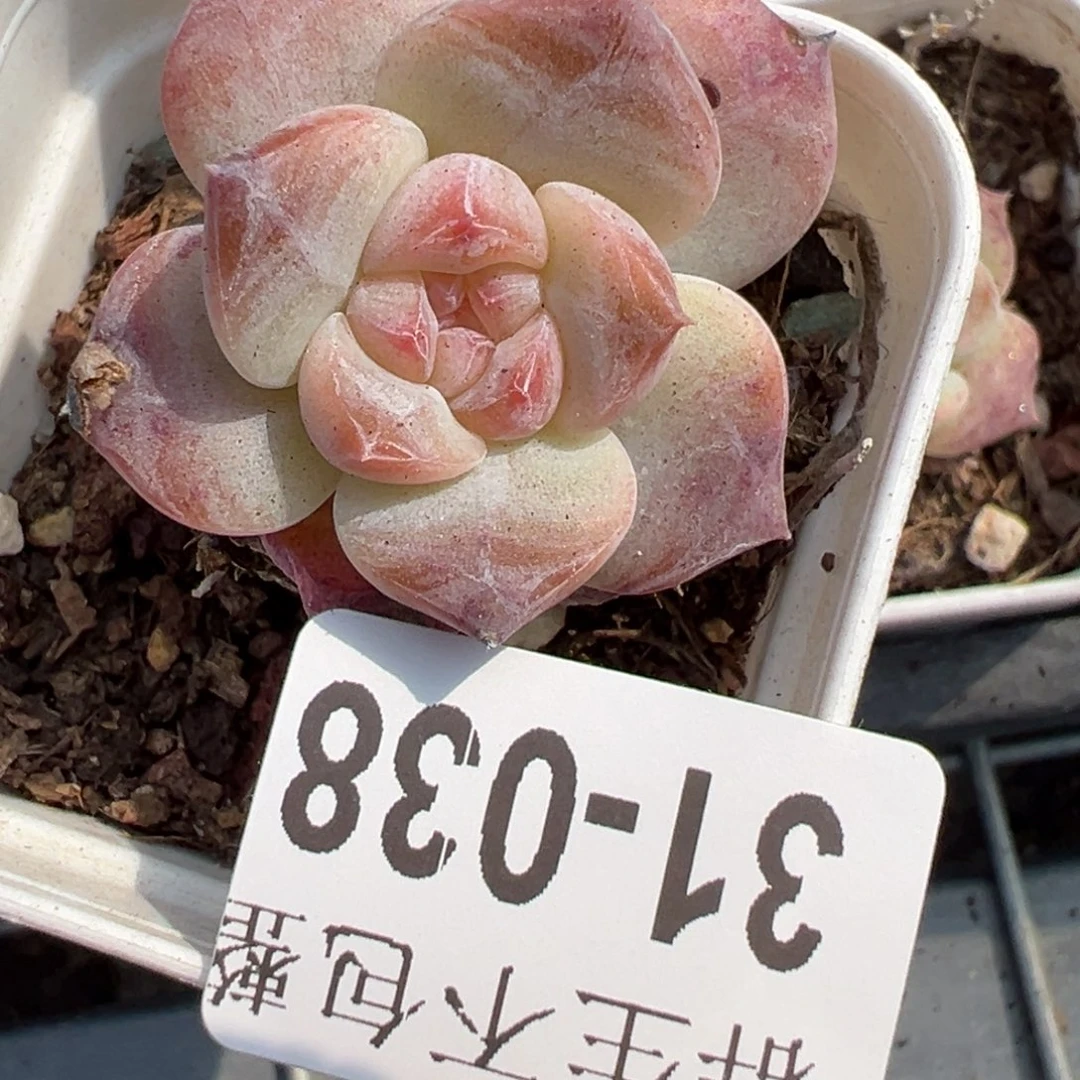 哈哈哈哈哈31-038