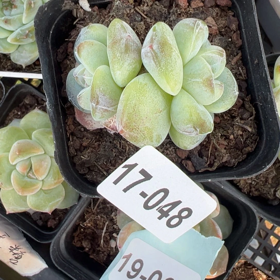 尘*墨哈哈哈哈哈17-048