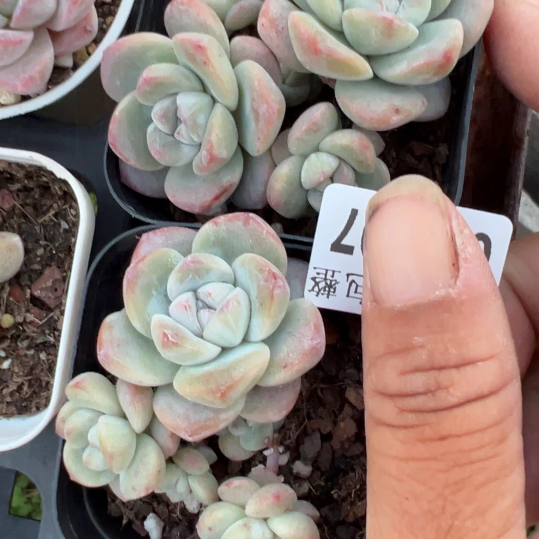 S****哈哈哈哈哈1-297