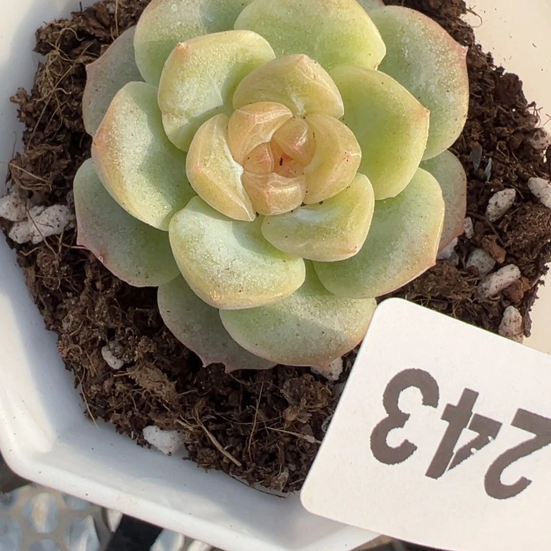 哈哈哈哈哈1-243