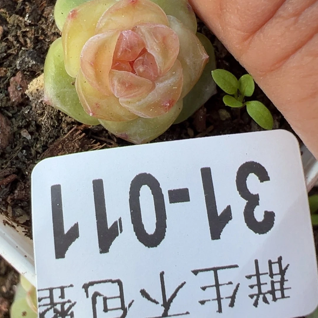 哈哈哈哈哈31-011