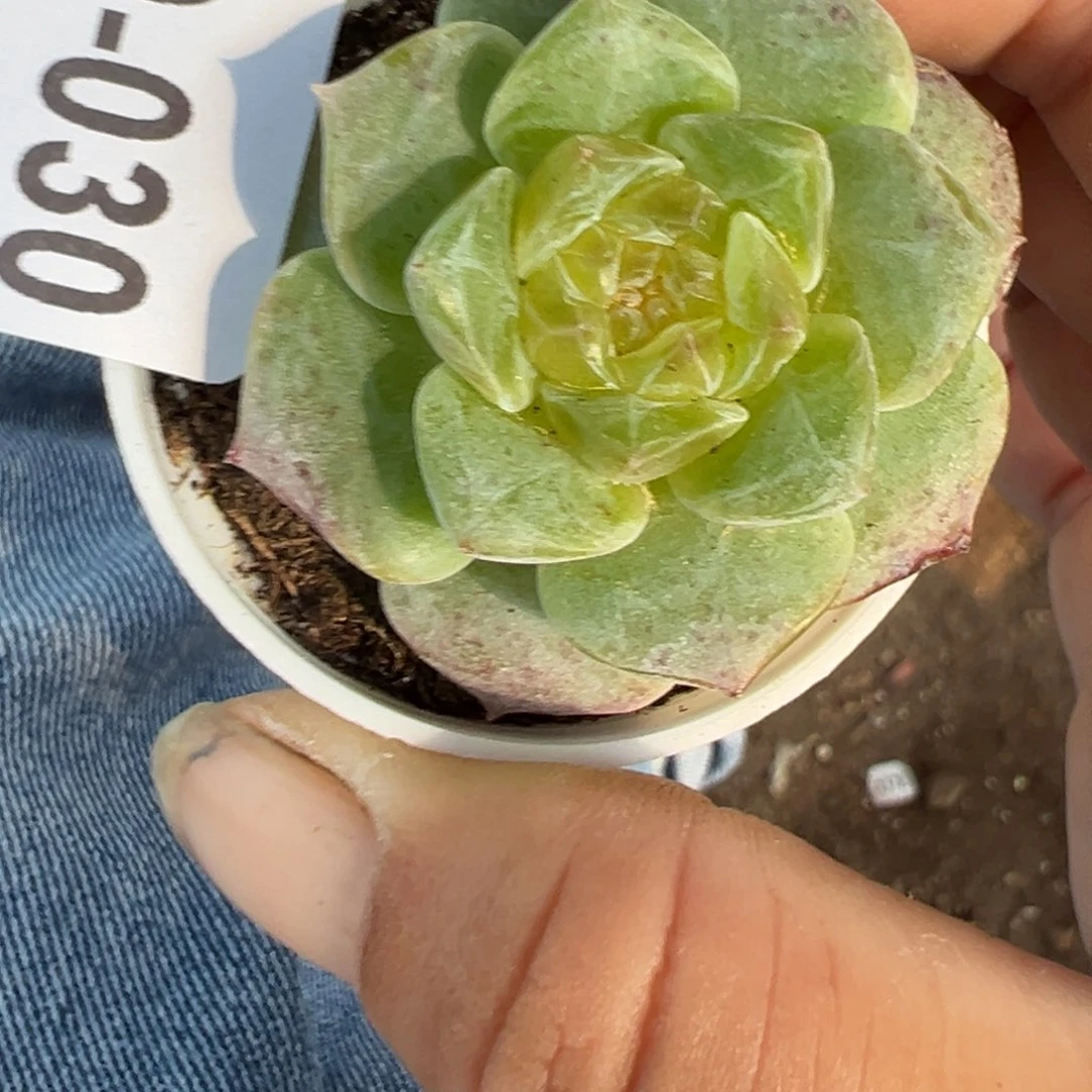 哈哈哈哈哈30-30