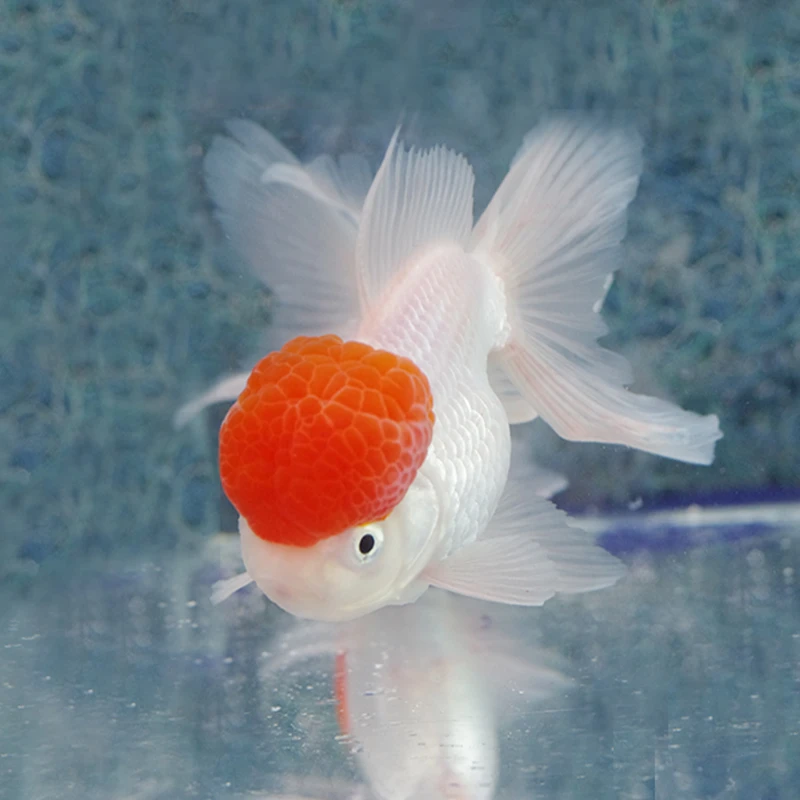 原塘直发金鱼观赏鱼顶红鎏金泰狮国狮熊熊猫水泡珍珠龙睛兰寿