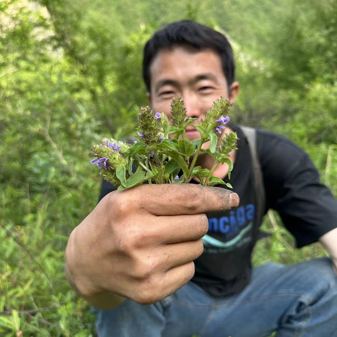 夏枯球 甘肃夏枯草 野外大山里采摘的非种植夏枯球150g