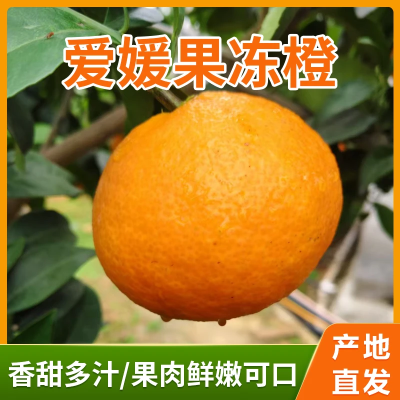 四川眉山爱媛果冻橙产地直发皮薄汁多可手剥 九甜一酸