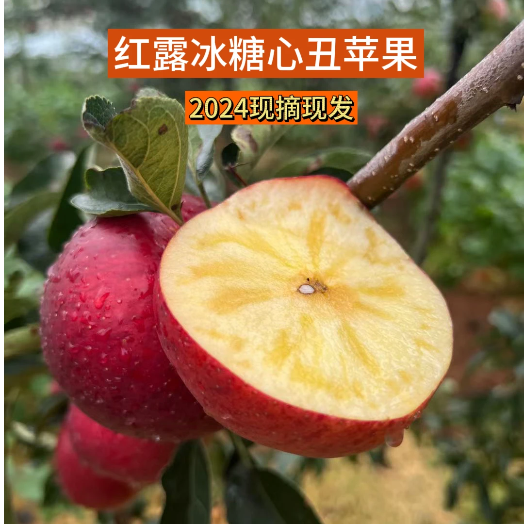 2024年新鲜云南昭通红露冰糖心丑苹果现摘脆甜多汁5斤大果