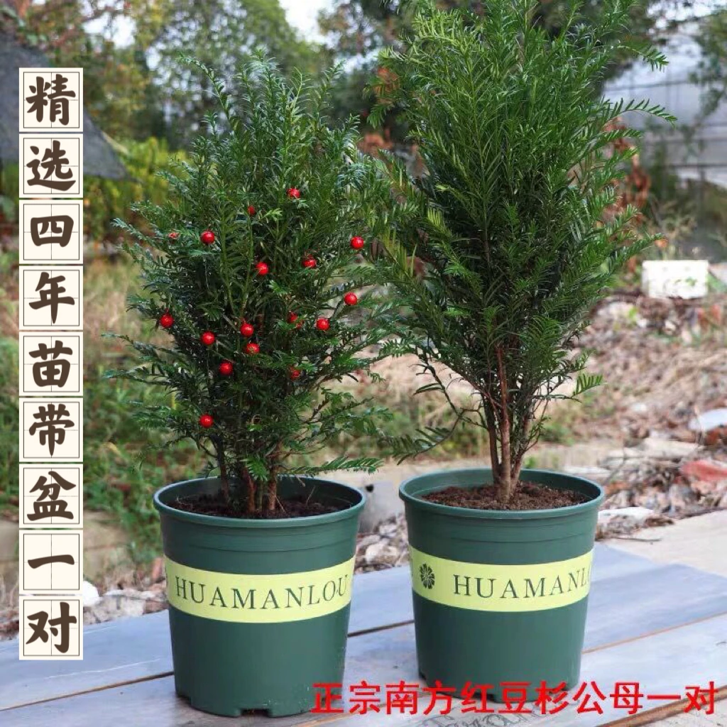 正宗红豆杉树苗常青绿植盆栽庭台一公一母可结果净化吸甲醛精品
