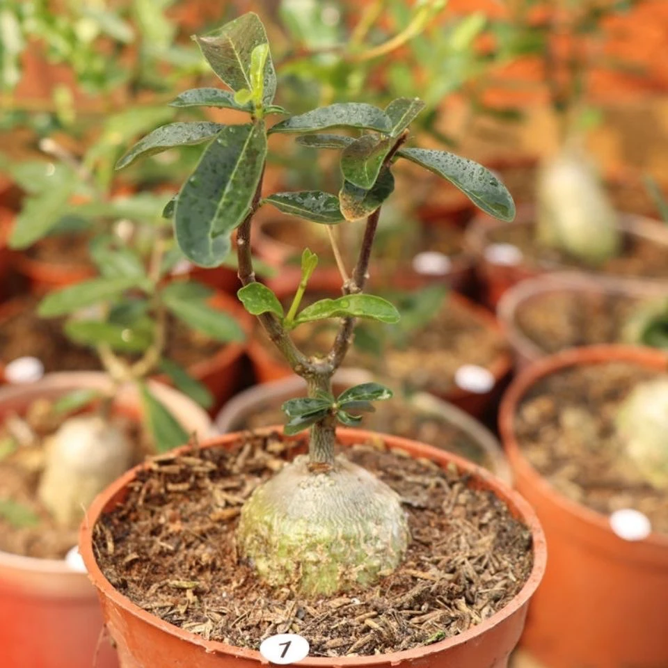 火星人块根实多肉植物办公室桌面盆