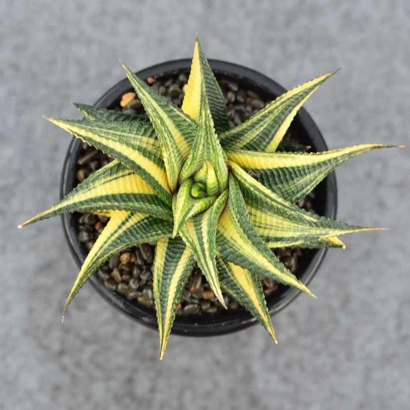 琉璃殿锦 硬叶十二卷自然变异精选多肉植物 桌面盆栽花卉一物一拍