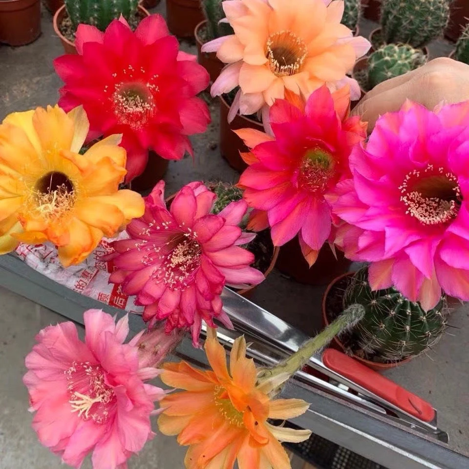 彩草仙人球大花室内盆栽品种大全多肉小盆栽开花植物