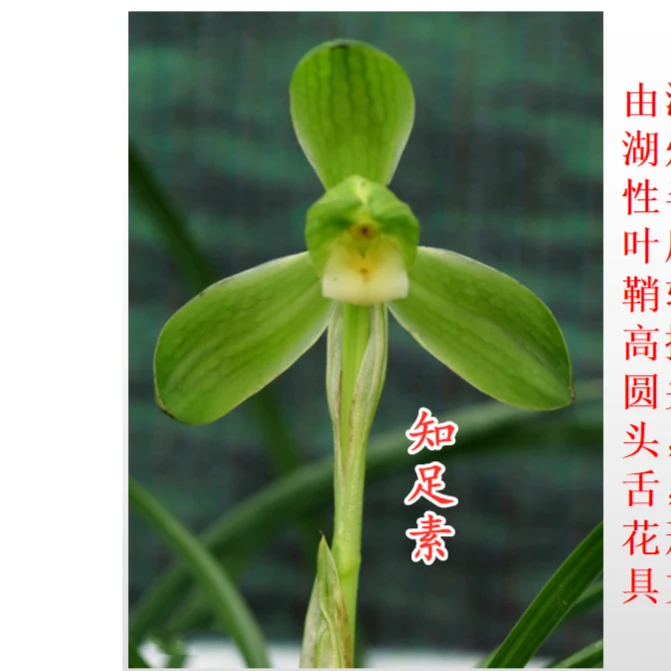 【知足素】陶都国兰春兰知足素梅