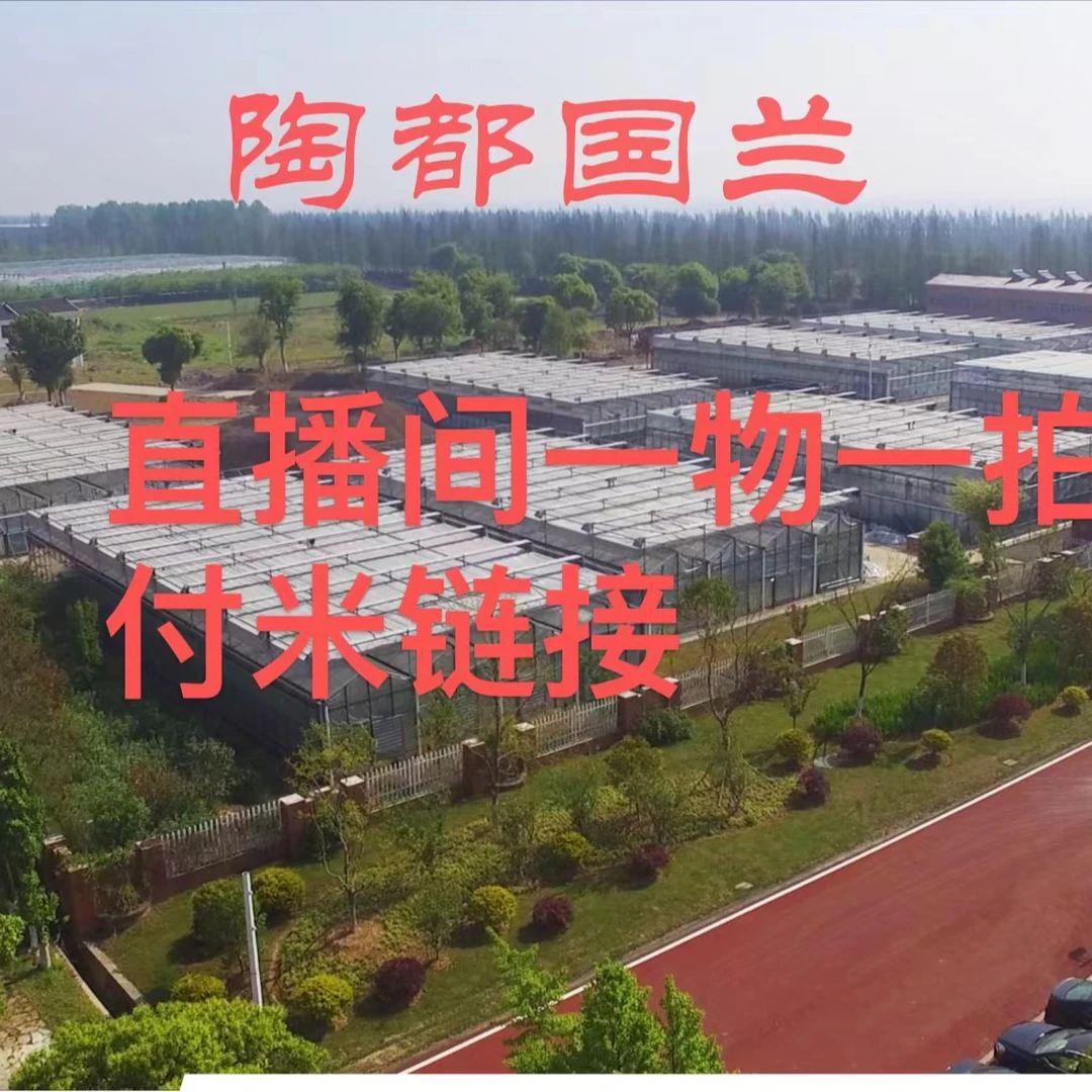 陶都国兰---直播间专拍---一物一拍，所有兰花遵循自然陶都国兰