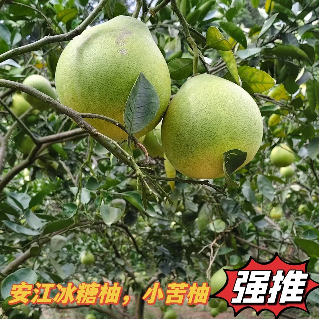 正宗安江雪峰冰糖柚湖南怀化小苦柚安福金兰柚老树新鲜水果小柚子