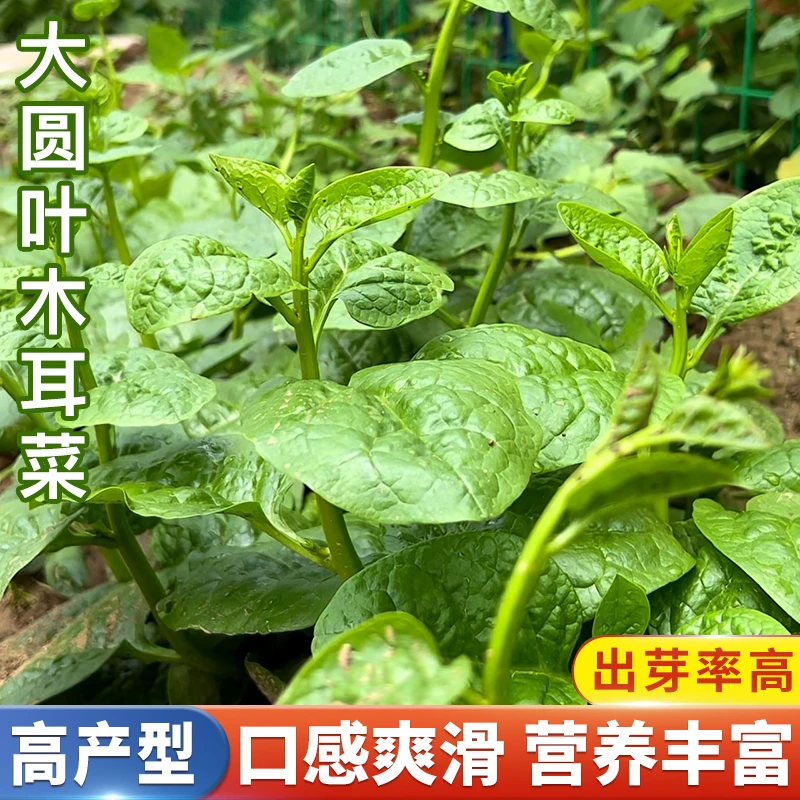 奶油木耳菜种籽阳台田园小院四季花盆栽播种植菜园抗病蔬菜种子