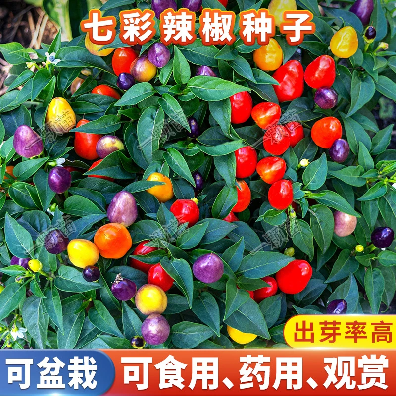 七彩辣椒种籽  五彩椒泡椒小辣椒阳台庭院四季博种植农家蔬菜种子
