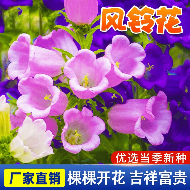风铃花种子 阳台室内花盆庭院盆栽花卉种籽四季开花简单种植春季