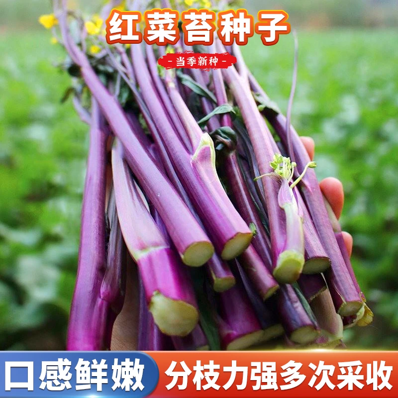 红菜苔种籽阳台种菜四季庭院盆栽室内农家菜园蔬菜种子