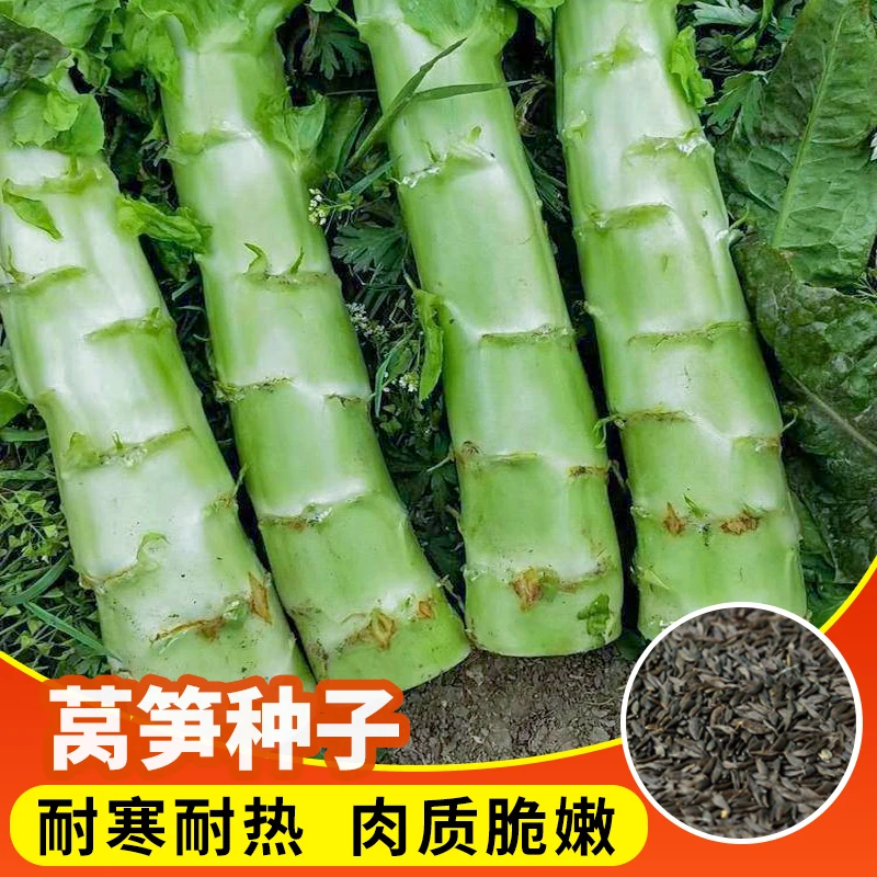青皮香莴笋菜种籽 阳台种植四季盆栽庭院播种植农家菜地蔬菜种子