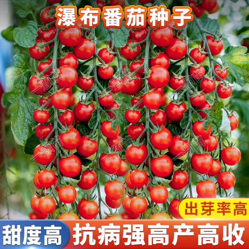 瀑布小番茄种籽  水果西红柿阳台庭院四季播种植农家菜地蔬菜种子