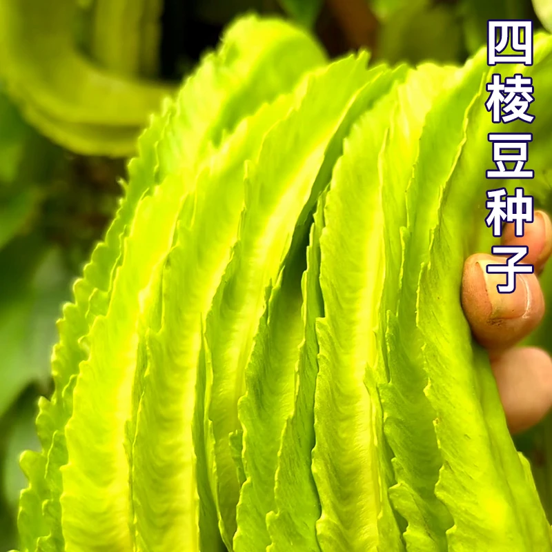 四棱豆种子豆角四角皇帝豆种籽四季蔬菜菜籽孑龙豆盆栽四棱豆种