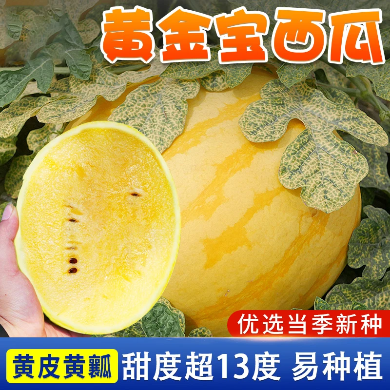 黄金宝西瓜种子黄皮黄瓤西瓜种籽甜王麒麟高产四季巨型西瓜种籽