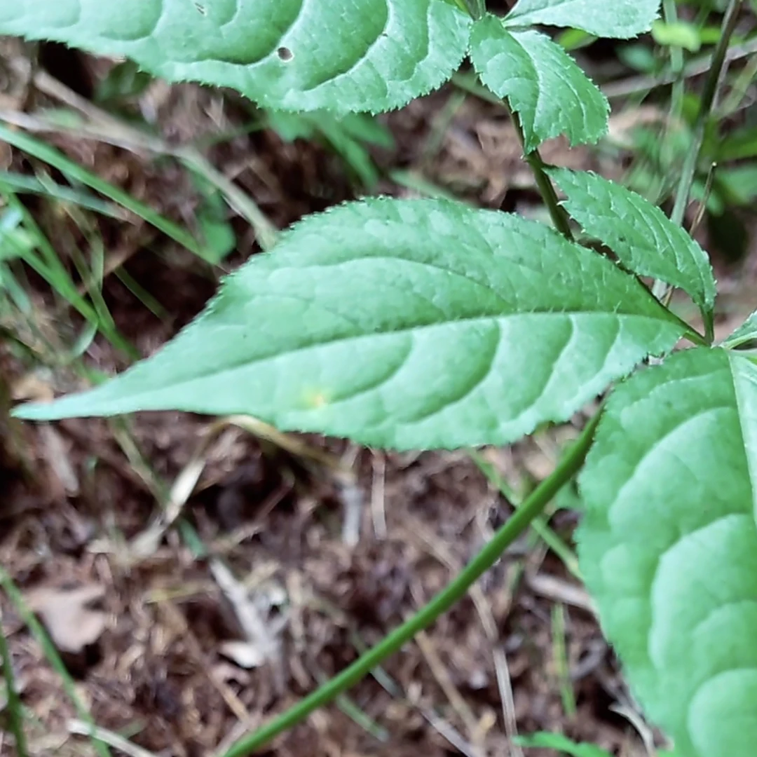 《直播》长白山人参林下参改价链接