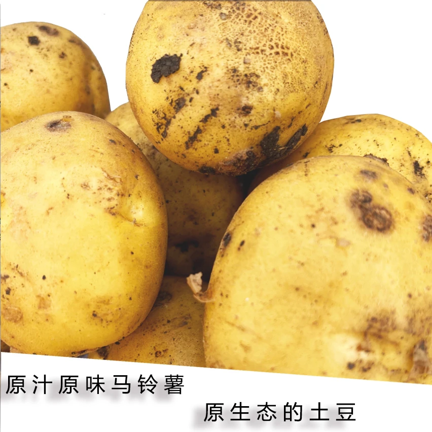 东北黑土地尤金885土豆(齐齐哈尔讷河市产地直发)