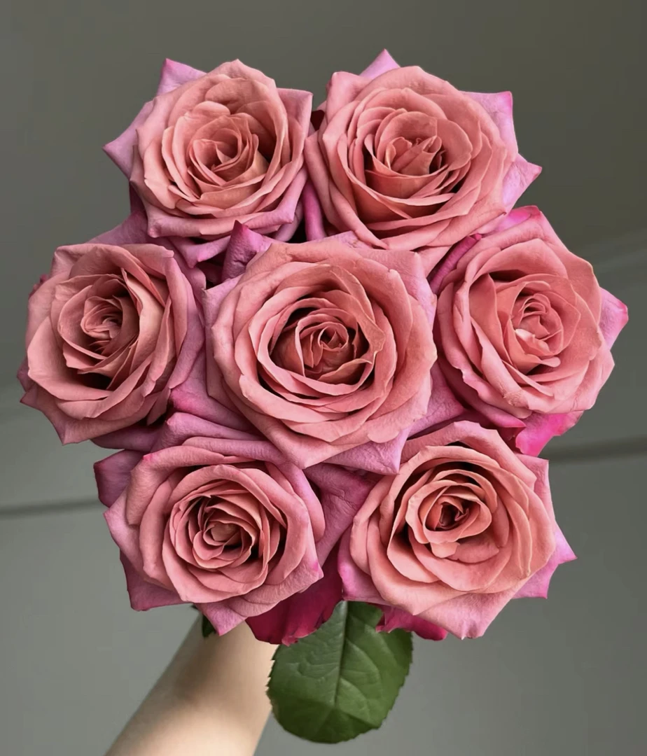 调香师玫瑰家养云南鲜切花高级感批发真花玫瑰花水养瓶插室内水生