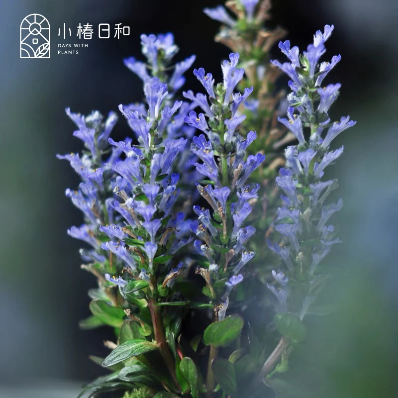 小椿日和 筋骨草 日本姬十二耐阴花镜庭院地被花卉彩叶植物