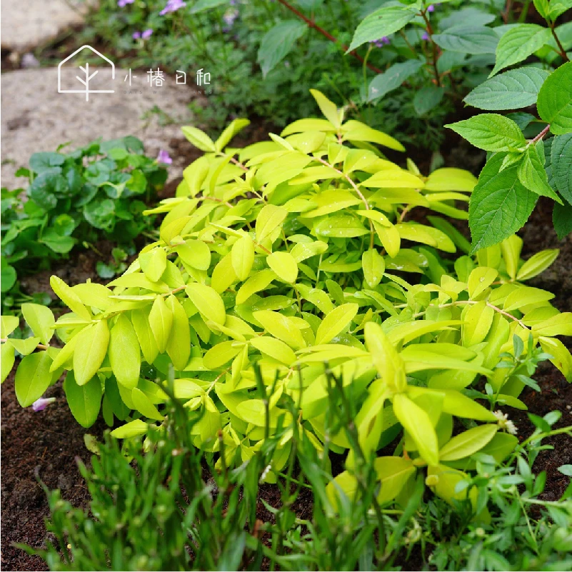 小椿日和进口冬绿金丝桃常绿灌木多年生耐寒耐热观叶盆栽庭院花园