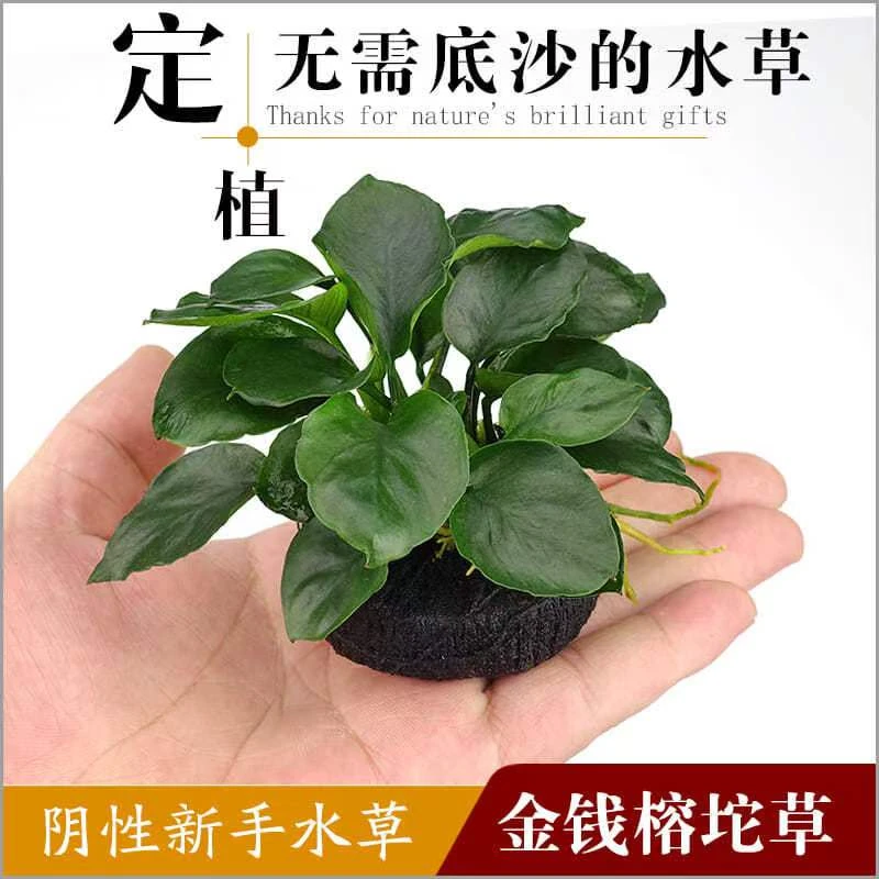 【水草中的小强】懒人拖草水榕造景易活氧气沉底