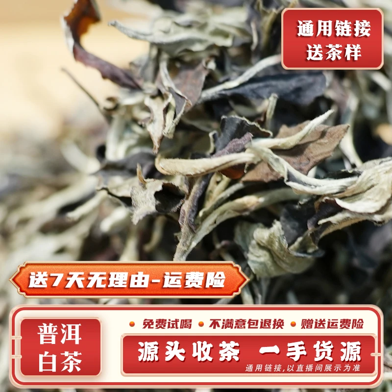 705号 100g 2023年大雪山古树白散茶 带茶样 SJ1069
