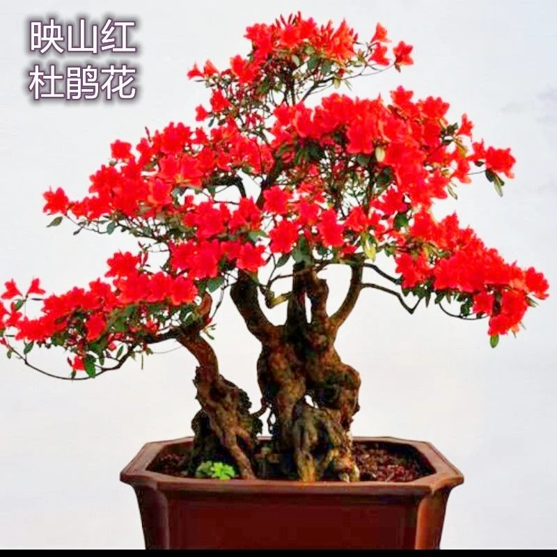 映山红，黄扬，生桩，熟桩，观叶，观花，直播间一物一拍，不要随便下单