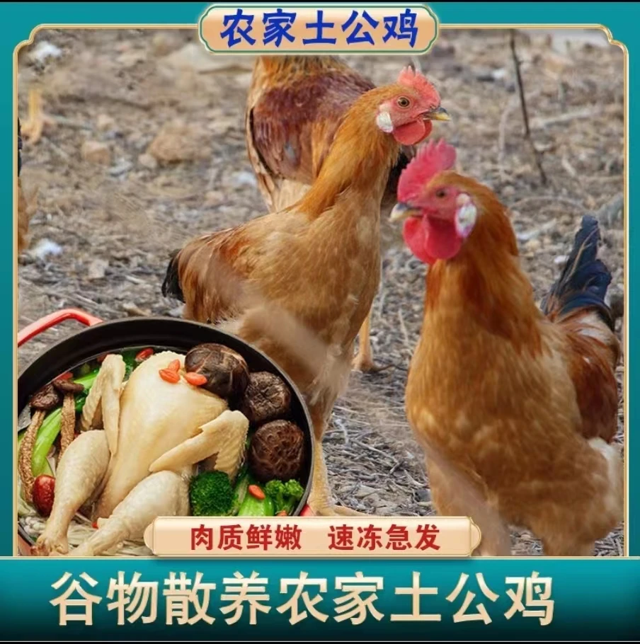 （关注发3只）农家散养土鸡溜达鸡鲜杀新鲜鸡肉冷链发货750g*3只装