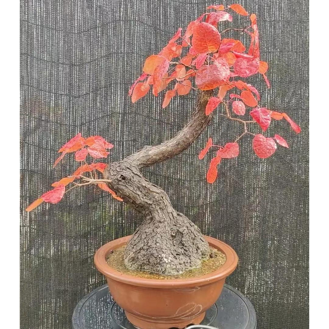 香山红叶黄栌盆景