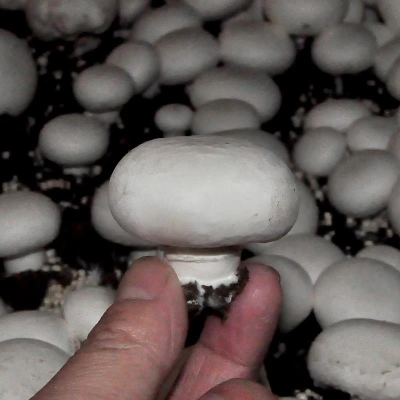 菇婆婆蘑双孢菇蘑菇口蘑菌包食用菇家庭蘑菇种植菌包食用菌棒包邮