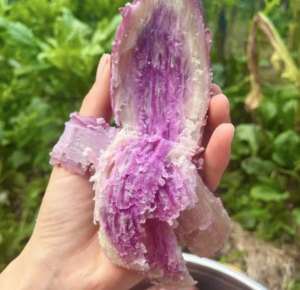 正宗仙田番薯农家自种新鲜沙地现挖 冰淇淋