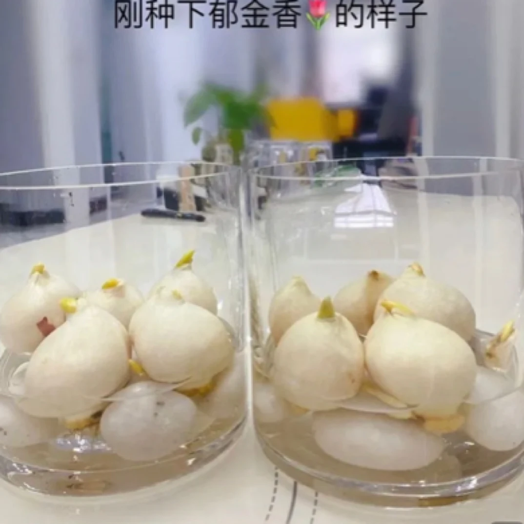 五度球带芽混色超大规格郁金香种球10颗