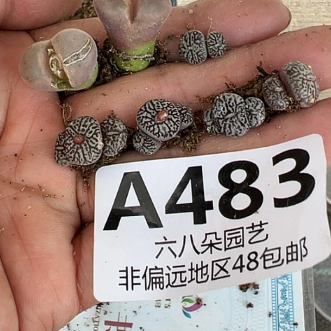 【闪购商品】?***莉7颗肉锥