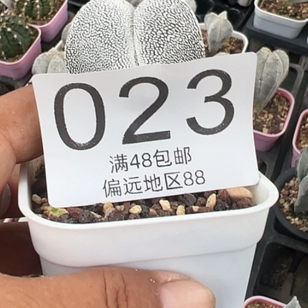 【闪购商品】鸾凤玉