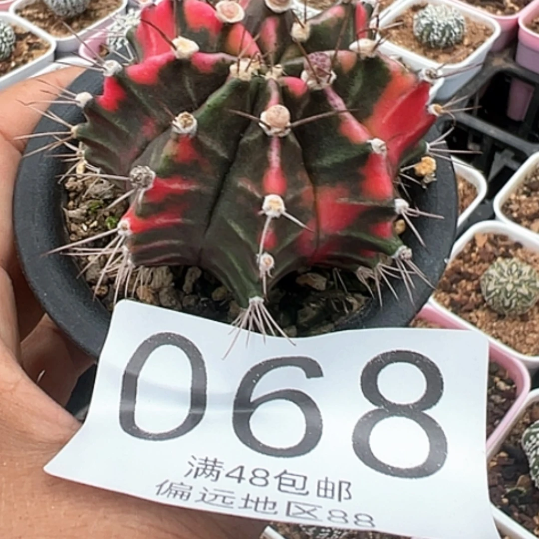 【闪购商品】小*仙米哈