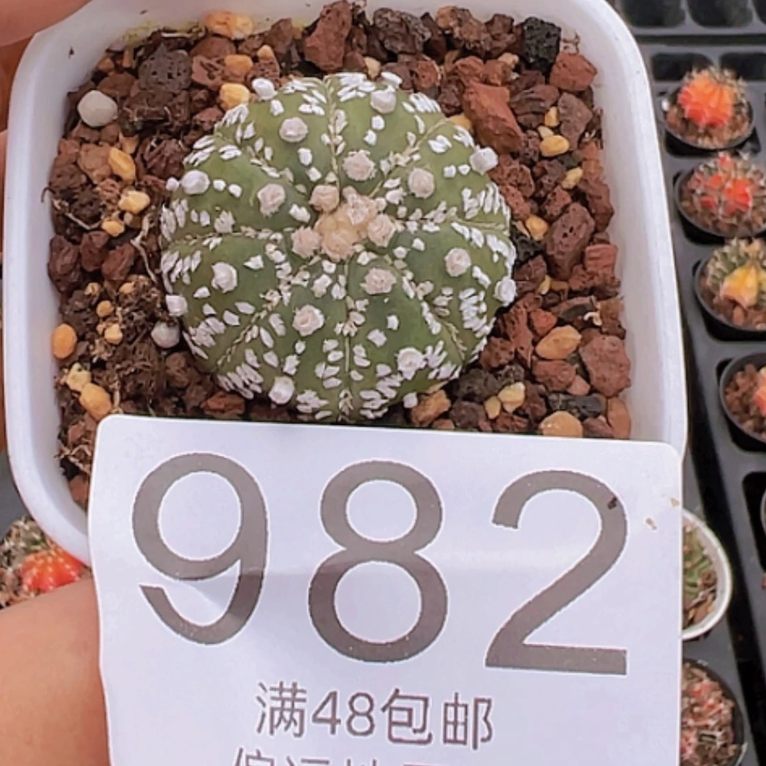 【闪购商品】?*兜982