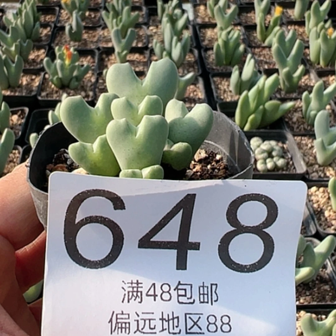 【闪购商品】?****?少将