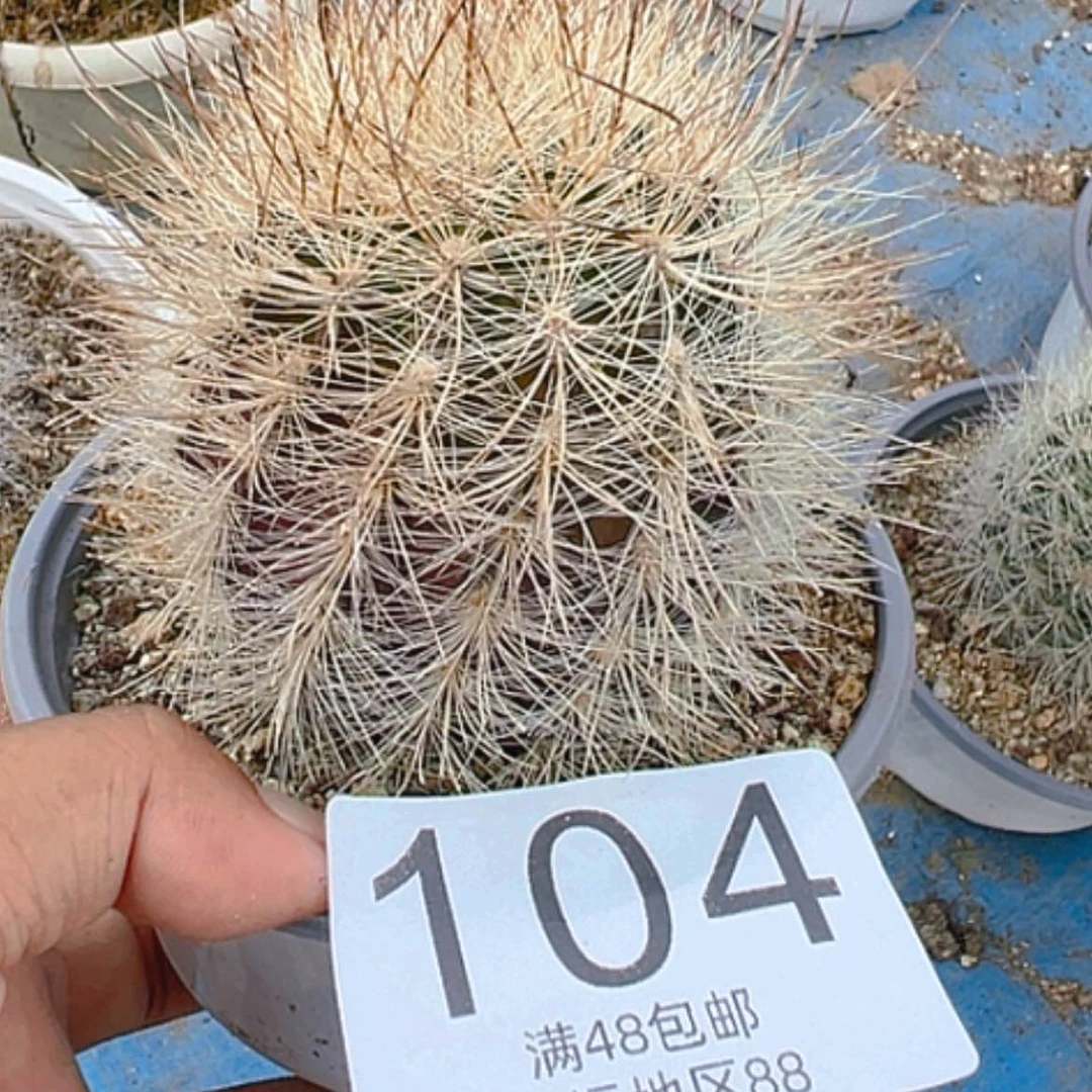 【闪购商品】经**哥银翁玉