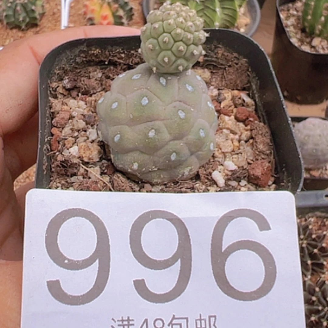 【闪购商品】?****安习志野