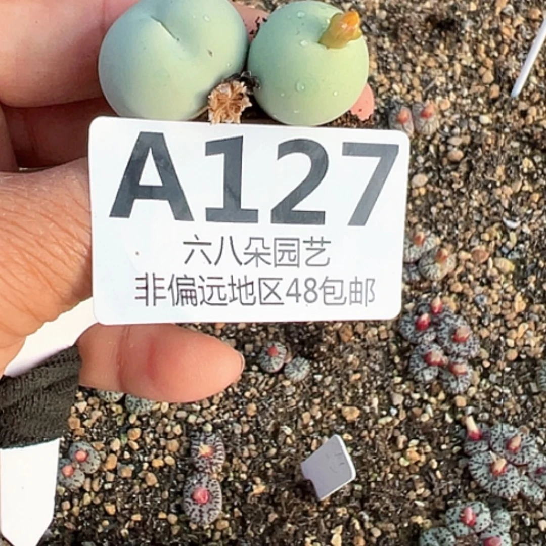 【闪购商品】风*?2颗鸽子蛋